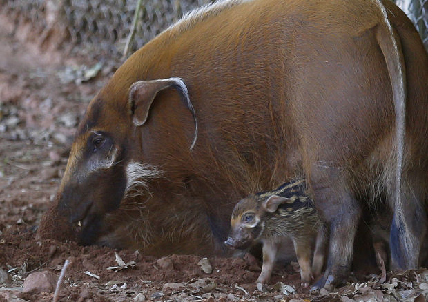Baby zoo animals
